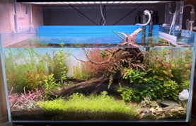 A planted aquarium I maintain at home